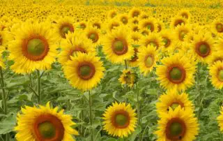 Huge Field of Sunflowers