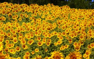 Large Field of Sunflowers