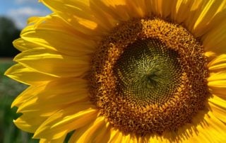 Large Sunflower