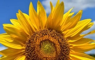 Sunflower with Blue Sky