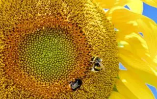Sunflower with Two Bees