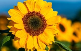 Sunflower with Water Drops