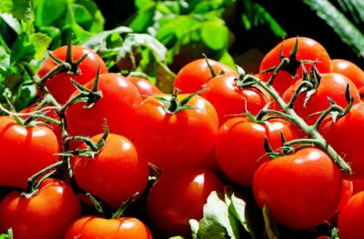 How to Grow Tomatoes