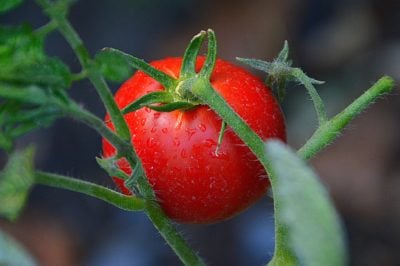 Tomato Garden