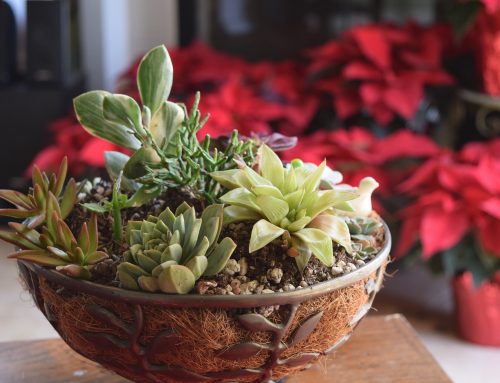 Indoor Garden