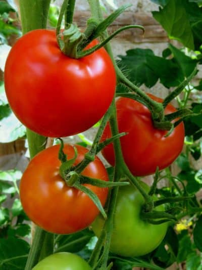 Tomato Plant