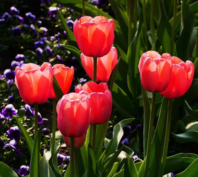 Garden Flowers: Tulips