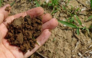 Compost in Hand