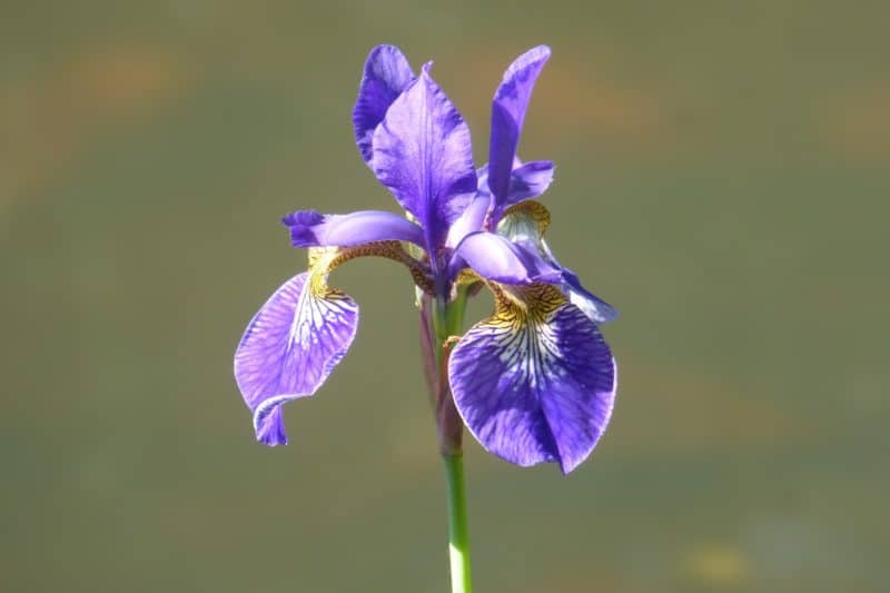 Garden Flowers - Iris Flower