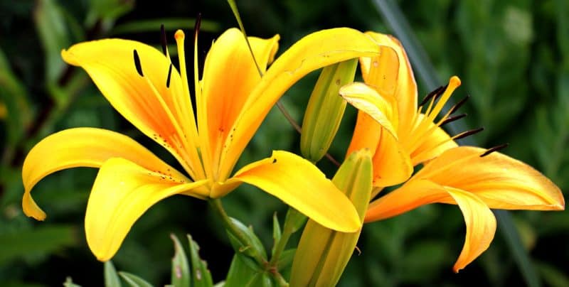 Garden Flowers - Lily Flower
