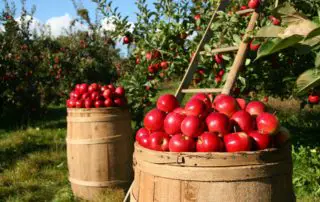 Organic Gardening Apples