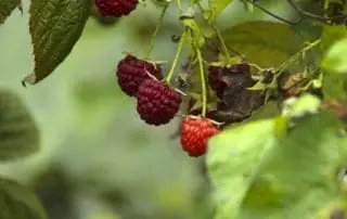 Organic Gardening Berries