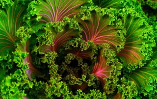 Organic Gardening Greens