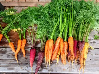 Organic Garden Carrots
