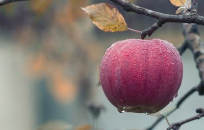 Organic Gardening