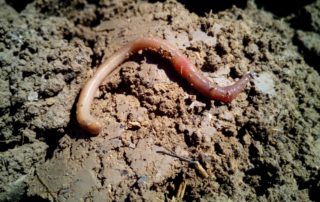 Worm Composting