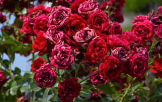 Bunch of Red Roses
