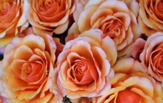 Closeup of Roses