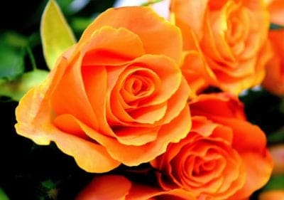 Orange Rose Garden Flower