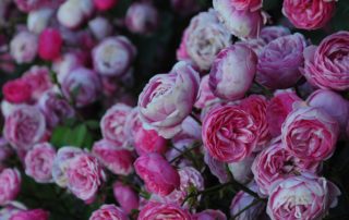 Purple Rose Garden Flowers