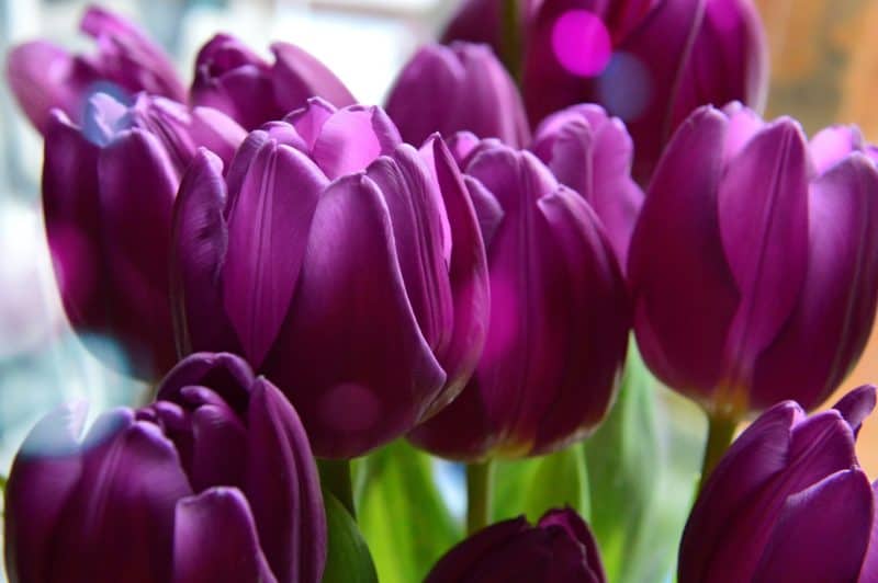 Фиолетовые тюльпаны без смс