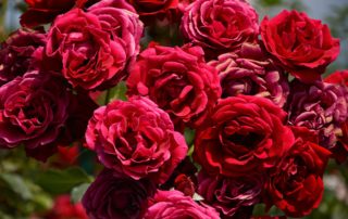 Red Rose Garden Flowers