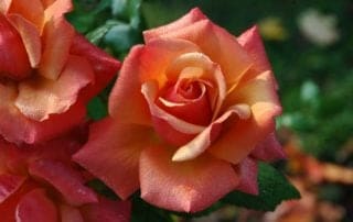 Rose Garden Flower