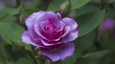 Single Purple Rose Garden Flower