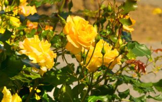Yellow Rose Garden Flowers