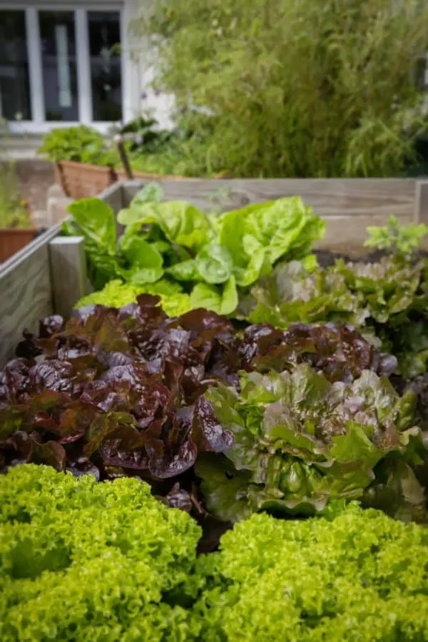 Above Ground Garden