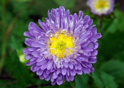 September Birth Month Flowers Aster Flower