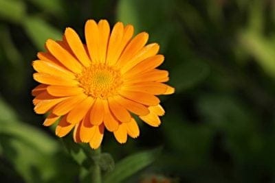 October Birth Month Flowers Calendula Flower