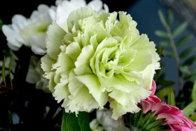 January Birth Month Flowers Carnation