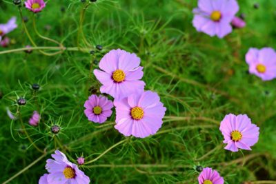 October Birth Month Flowers Cosmos Flowers