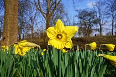 March Birth Month Flower Daffodil