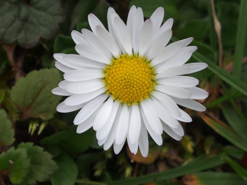 April Birth Month Flowers Daisy Flower