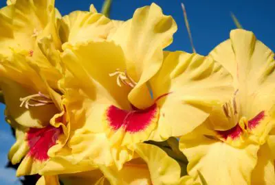 August Birth Month Flowers Gladiolus