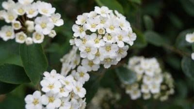 May Birth Month Flowers Hawthorn Flowers