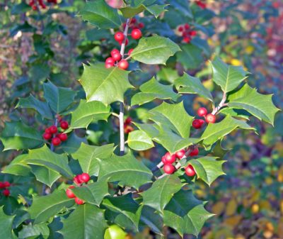 December Birth Month Flowers Holly Bush