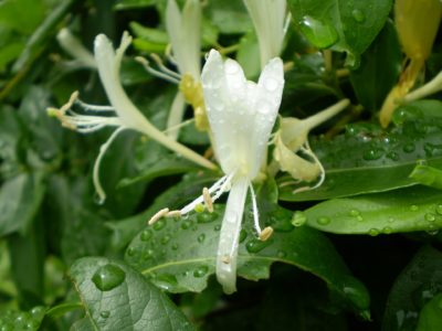 June Birth Month Flowers Honeysuckle Vine