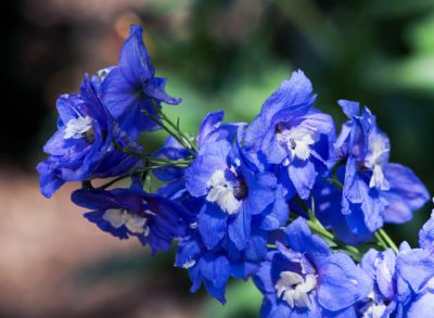 July Birth Month Flowers Larkspur