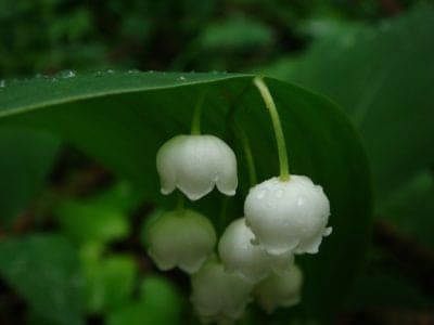 May Birth Month Flowers Lily of the Valley