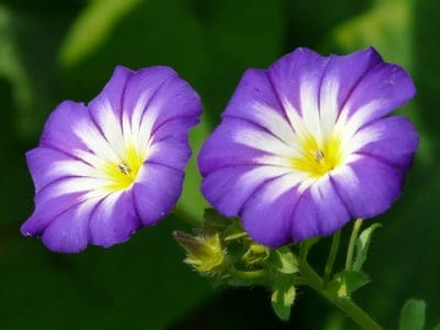 September Birth Month Flowers Morning Glory Flower