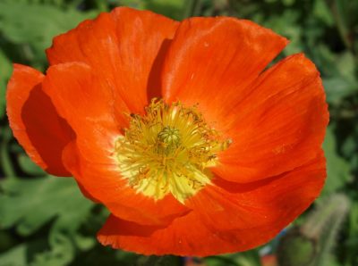 August Birth Month Flowers Poppy Flower