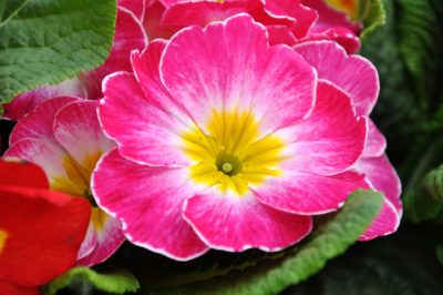 February Birth Month Flowers Primrose Flower