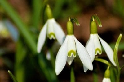 January Birth Month Flowers Snowdrop Flowers