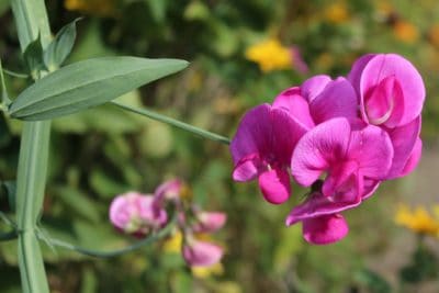 April Birth Month Flowers Sweet Pea Flower