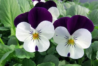 February Birth Month Flowers Violet Flower