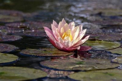 July Birth Month Flowers Water Lily Plant