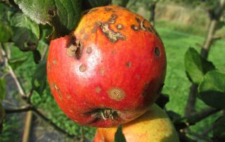 Types of Plant Diseases - Blight